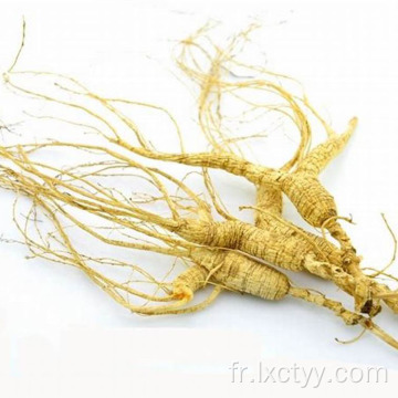 thé de santé de racine de ginseng